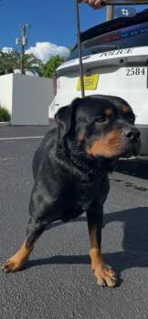 SULLY -  Rottweiler Dog for Adoption in Doral, Florida - SULLY | PetCurious