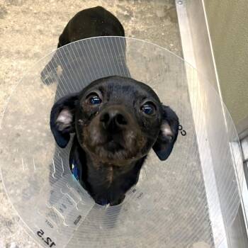 Chihuahua and Mixed Breed Dogs Available for Adoption in Woodinville, Washington - Waffles | PetCurious