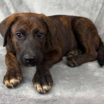 FOSTER OR FOSTER-TO-ADOPT NEEDED *Jaipur* -  Plott Hound and Mixed Breed Dog Available for Adoption - FOSTER OR FOSTER-TO-ADOPT NEEDED *Jaipur* | PetCurious