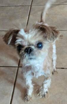Shih Tzu Dogs Available for Adoption - Queenie | PetCurious