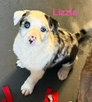 Australian Shepherd and Pit Bull Terrier Dogs Available for Adoption - Virgin River : Lizzie | PetCurious