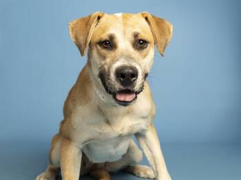 FOXY -  Boxer and Mixed Breed Dog for Adoption in Phoenix, Arizona - FOXY | PetCurious