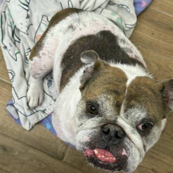 Cora -  English Bulldog and French Bulldog Dog for Adoption in Phoenix, Arizona - Cora | PetCurious