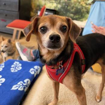Goonie 14618 -  Beagle Dog for Adoption in San Francisco, California - Goonie 14618 | PetCurious