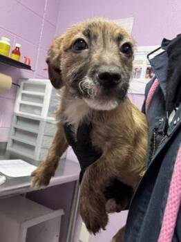 Shepherd and Mixed Breed Dogs Available for Adoption in El Paso, Texas - 60916242 | PetCurious