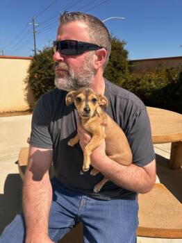 Jackie -  Chihuahua Dog for Adoption in Santa Barbara, California - Jackie | PetCurious