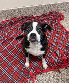 Boston Terrier and Mixed Breed Dogs Available for Adoption in Westland, Michigan - Coach Cal | PetCurious