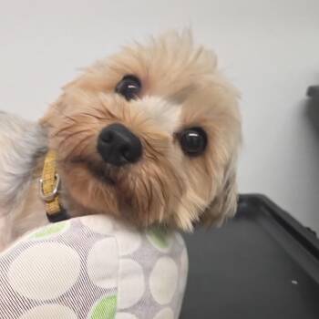 Milo -  Yorkshire Terrier Dog for Adoption in Pennsville Township, New Jersey - Milo | PetCurious