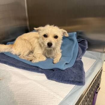 Roo 26-07-068 -  Terrier and Chihuahua Dog for Adoption in Bastrop, Texas - Roo 26-07-068 | PetCurious