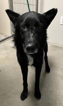 Ozzy -  German Shepherd Dog and Border Collie Dog for Adoption in Hollister, California - Ozzy | PetCurious