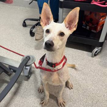 Eva -  Mixed Breed Dog for Adoption in Englewood, Florida - Eva | PetCurious
