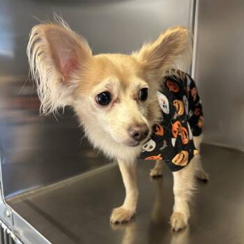 IVHS-Stray-142709 -  Papillon Dog for Adoption in San Gabriel, California - IVHS-Stray-142709 | PetCurious