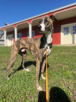 Spur -  Greyhound and Mixed Breed Dog for Adoption in Indianapolis, Indiana - Spur | PetCurious
