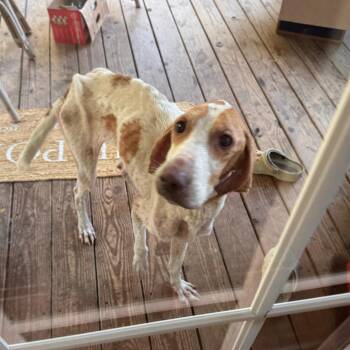 Miley (Miss Mama) -  Hound Dog for Adoption in Fairfax Station, Virginia - Miley (Miss Mama) | PetCurious