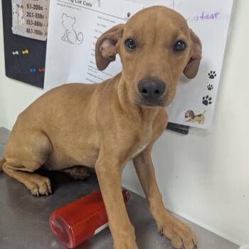 Millionaire -  Terrier Dog for Adoption in Birmingham, Alabama - Millionaire | PetCurious
