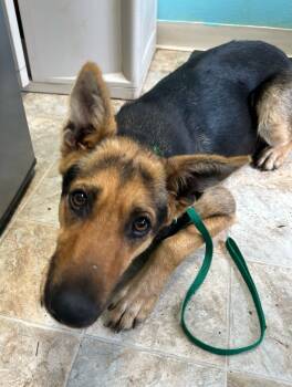Rescue Shepherd and Mixed Breed Dogs for Adoption in Boerne, Texas - Katniss | PetCurious