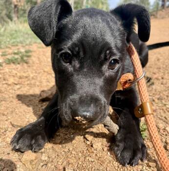 Zazu -  Staffordshire Bull Terrier Dog for Adoption in Evergreen, Colorado - Zazu | PetCurious