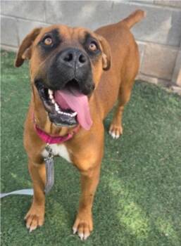 Denali -  Cane Corso Dog for Adoption in Sedalia, Colorado - Denali | PetCurious