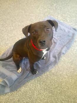 Tree Frog -  Pit Bull Terrier and Mixed Breed Dog for Adoption in Westland, Michigan - Tree Frog | PetCurious