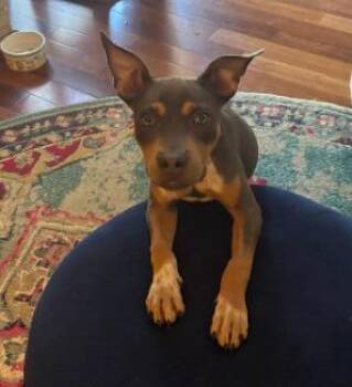 Cowboy -  Doberman Pinscher and Pit Bull Terrier Dog for Adoption in Little Rock, Arkansas - Cowboy | PetCurious