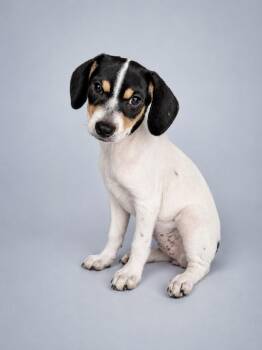 Dachshund and Terrier Dogs Available for Adoption in Baton Rouge, Louisiana - Callie | PetCurious