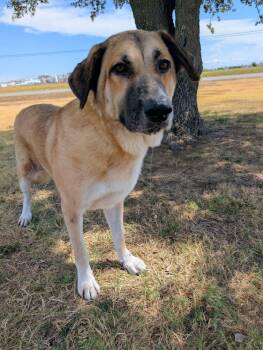 Blanche -  Anatolian Shepherd Dog for Adoption in Cleburne, Texas - Blanche | PetCurious