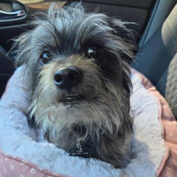 Yorkshire Terrier Dogs Available for Adoption - Valentino | PetCurious