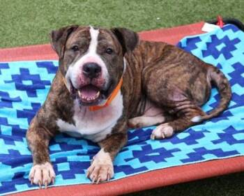 Rescue Mixed Breed Dogs for Adoption in Athens, Georgia - Pablo | PetCurious