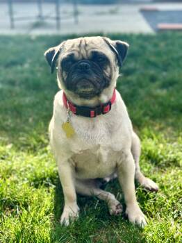 Pug Dogs Available for Adoption in Salt Lake City, Utah - Rollee | PetCurious