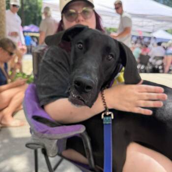 Great Dane Dogs Available for Adoption in Pensacola, Florida - Sasha | PetCurious