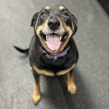 Rottweiler and German Shepherd Dog Dogs Available for Adoption - Haley | PetCurious