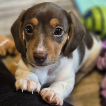 Sniffenwaggen -  Dachshund Dog for Adoption in Normal, Illinois - Sniffenwaggen | PetCurious