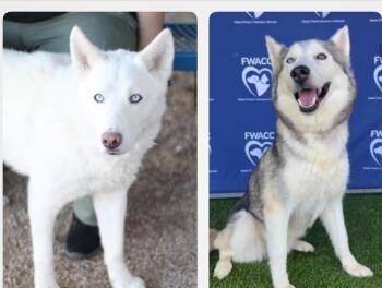 Rescue Husky and Labrador Retriever Dogs for Adoption in Pilot Point, Texas - Adopt A Texas Dog | PetCurious