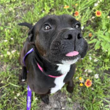 Nina -  American Staffordshire Terrier Dog for Adoption in Pearland, Texas - Nina | PetCurious