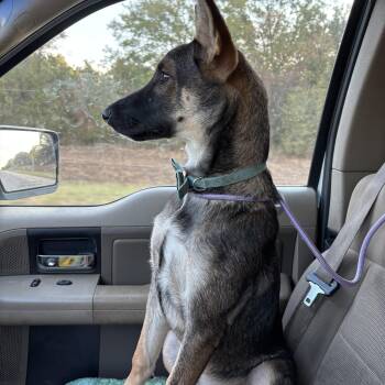 Dixie -  German Shepherd Dog Dog for Adoption in Muldrow, Oklahoma - Dixie | PetCurious