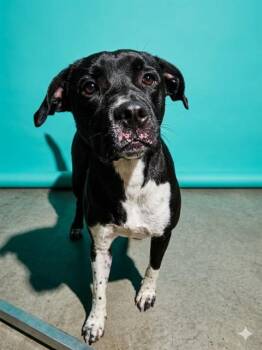 Mixed Breed Dogs Available for Adoption in Jacksonville, Florida - JAYCEE | PetCurious