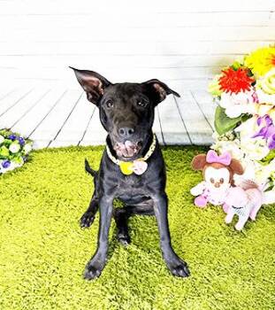 Rescue Labrador Retriever Dogs for Adoption in Castro Valley, California - JEANI | PetCurious