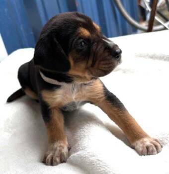 Bourbon Derby -  Hound Dog for Adoption in Waunakee, Wisconsin - Bourbon Derby | PetCurious