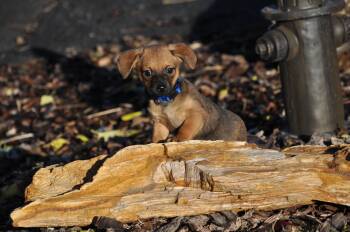 Rescue Chihuahua and Dachshund Dogs for Adoption in Union Gap, Washington - Hooch | PetCurious