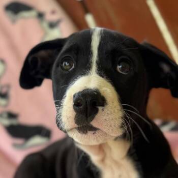 German Shepherd Dog and Labrador Retriever Dogs Available for Adoption in Andover, Massachusetts - Maeve Mojito | PetCurious