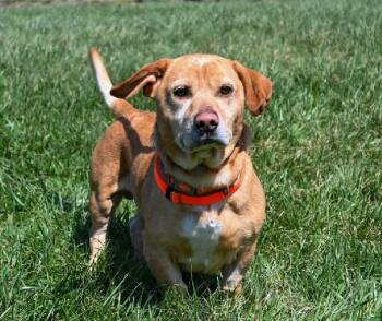Basset Hound and Labrador Retriever Dogs Available for Adoption in Aurora, Illinois - Houdini | PetCurious
