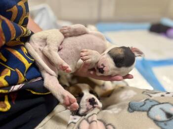 Anatolian Shepherd and American Bulldog Dogs Available for Adoption in Mount Meigs, Alabama - Chip | PetCurious