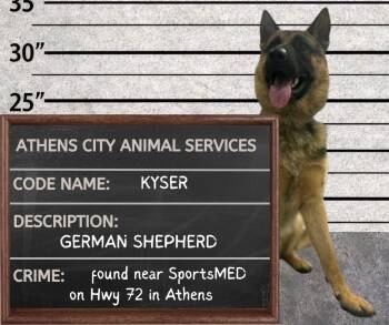 KYSER - STRAY HOLD UNTIL 6/29/26 -  German Shepherd Dog Dog for Adoption in Athens, Alabama - KYSER - STRAY HOLD UNTIL 6/29/26 | PetCurious