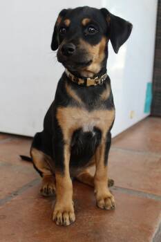 Dipper -  Pit Bull Terrier and Terrier Dog for Adoption in Rialto, California - Dipper | PetCurious