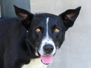 Aries -  Mixed Breed Dog for Adoption in Longmont, Colorado - Aries | PetCurious