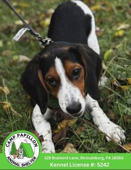 Arlo -  Beagle Dog for Adoption in Stroudsburg, Pennsylvania - Arlo | PetCurious