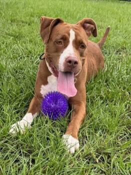 LEELA -  Mixed Breed Dog for Adoption in Palmetto, Florida - LEELA | PetCurious