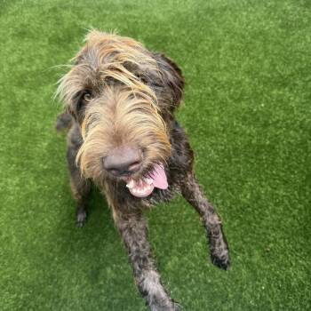 Arie 0306 -  German Wirehaired Pointer Dog for Adoption in Loxahatchee Groves, Florida - Arie 0306 | PetCurious