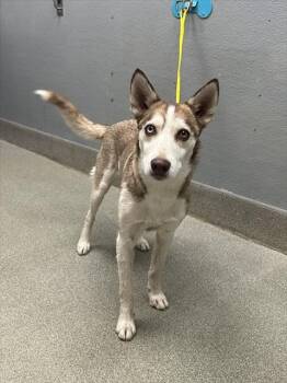 A1426354 -  Husky Dog for Adoption in Las Vegas, Nevada - A1426354 | PetCurious