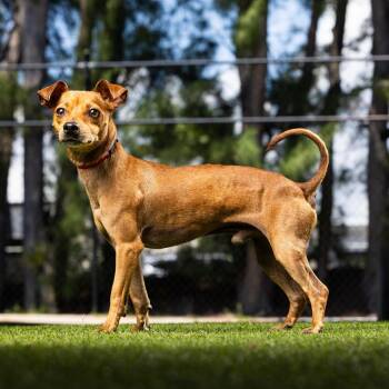 Champ -  Chihuahua and Mixed Breed Dog Available for Adoption in Jupiter, Florida - Champ | PetCurious